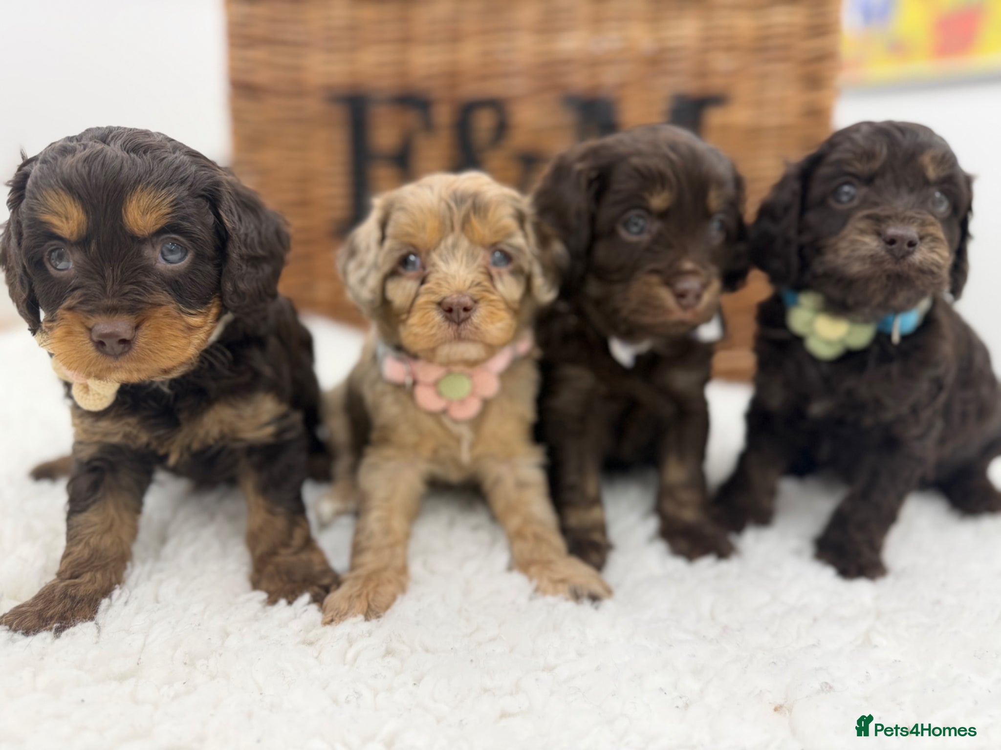 Cavapoo dogs F1 E ** tensively tested miniature cavapoos  - Advert 1