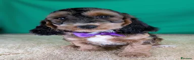Purple collar boy ID 6736