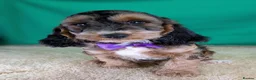 Cockapoo dogs for sale: Gorgeous F1 Cockapoo Puppies  - Advert 11