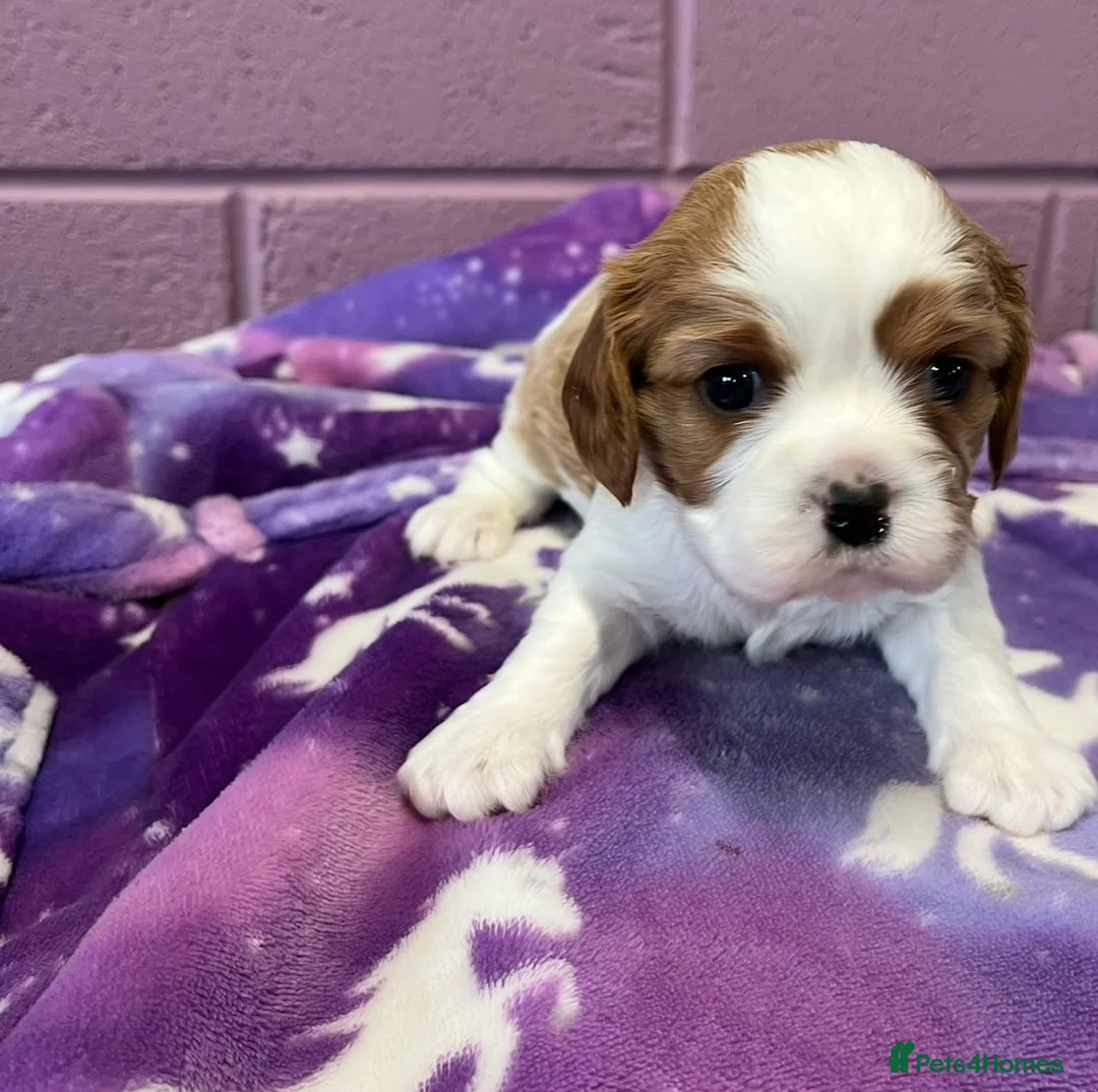 Cavalier King Charles Spaniel dogs for sale: Advanced trained Cavalier King Charles Spaniel - Advert 3