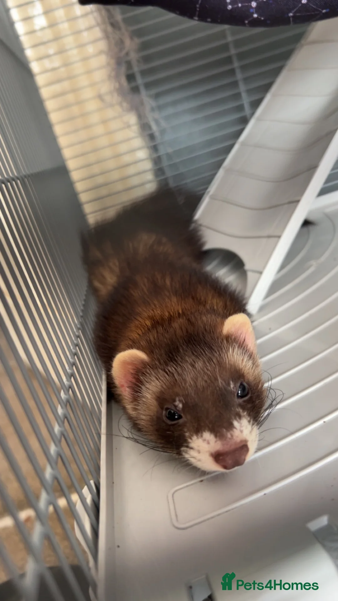 Ferret rodents for sale: 7 month old jill polecat  - Advert 2