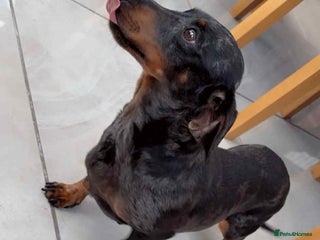 Cockapoo dogs Dachshund harlekin - Advert 14