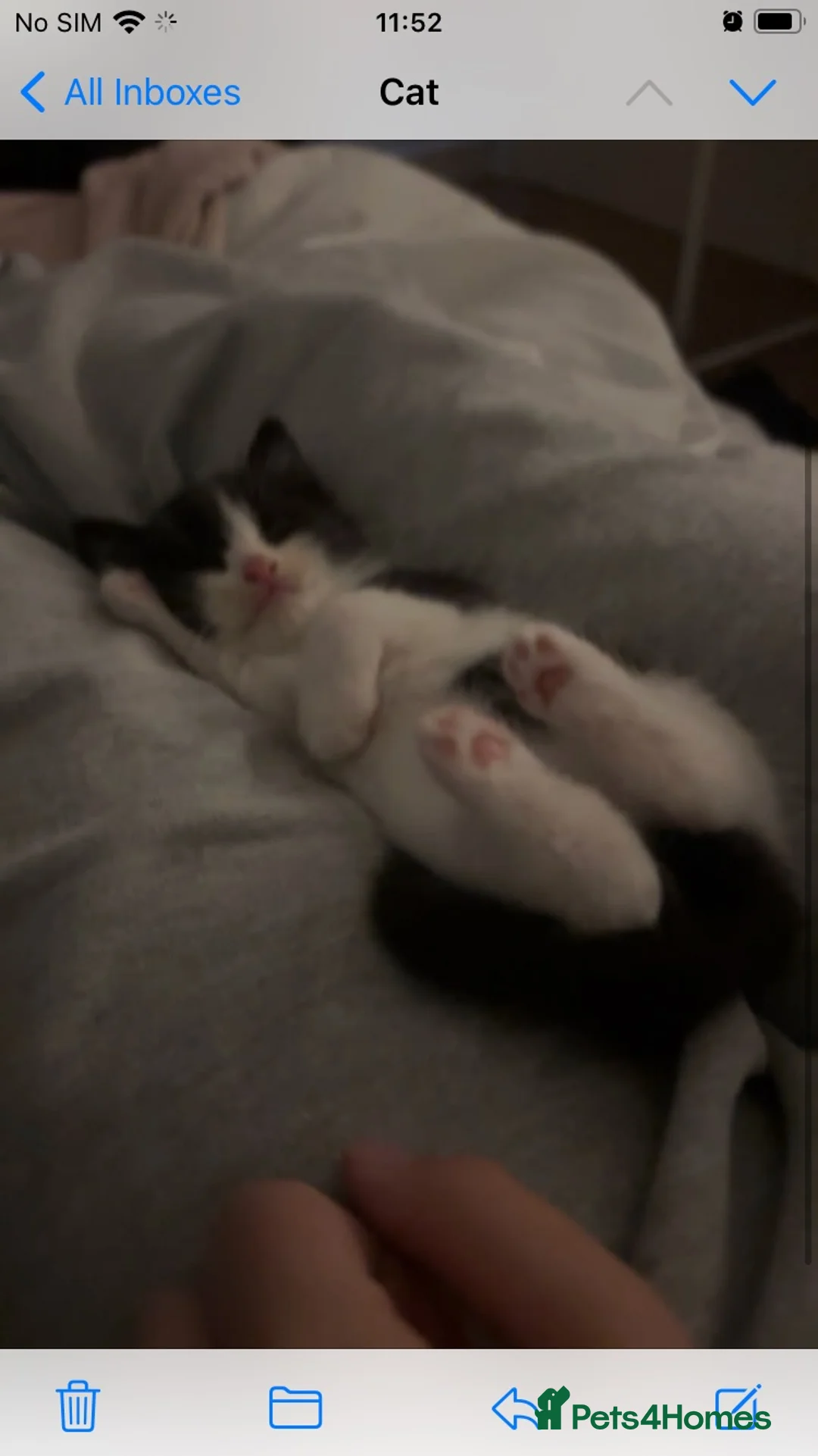 Mixed Breed cats for sale: Fluffy kittens  - Advert 2