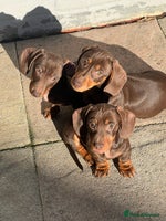Miniature Dachshund dogs Ready Now! 3 male miniature smooth dachshunds - Advert 5