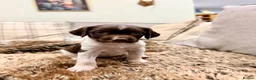 English Springer Spaniel dogs for sale: KC, Heath tested, Champion bred Springer Spaniels - Advert 6