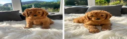 Cockapoo dogs for sale: F1 golden cockapoo puppies  - Advert 4