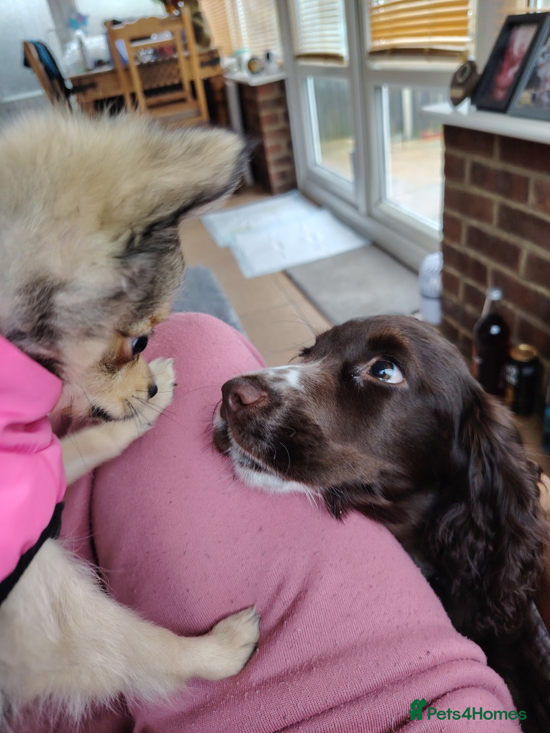 Pomchi dogs for sale: POMCHI - Advert 6