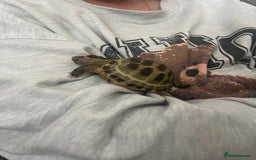 Tortoise reptiles for sale: Horsefield Tortoise and Set Up  - Image 2