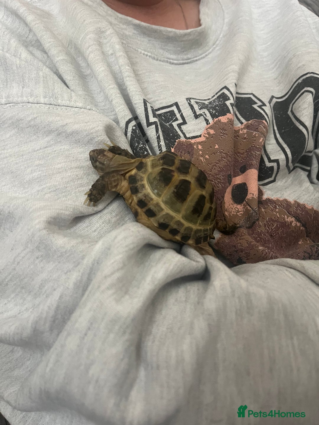 Tortoise reptiles for sale: Horsefield Tortoise and Set Up  - Image 2