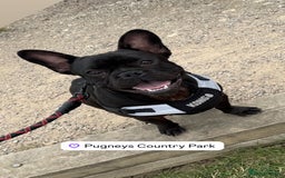 French Bulldog dogs for sale: 8 month old French Bulldog! - Image 5