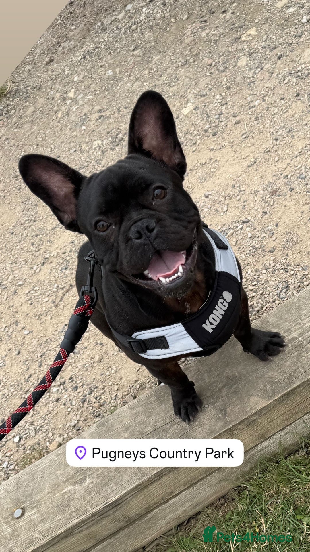 French Bulldog dogs for sale: 8 month old French Bulldog! - Image 5