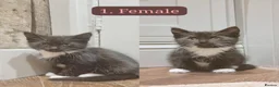 Maine Coon cats for sale: Gorgeous Maine Coon X Kittens-Litter of 7 - Advert 7