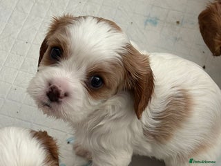 Cavalier King Charles Spaniel dogs Beautiful Blenheim King Charles spaniel pups - Advert 16