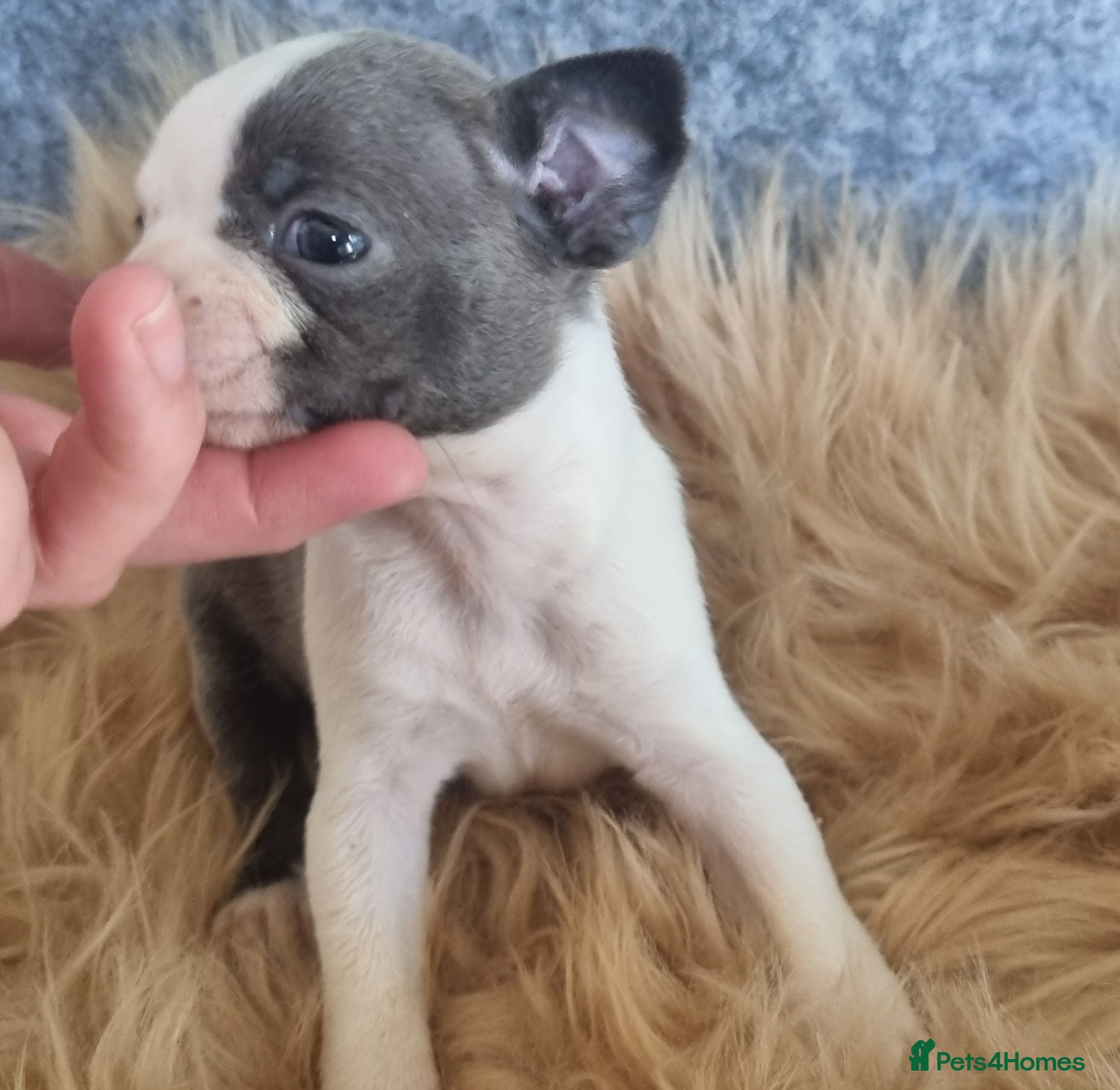 Boston Terrier dogs Kc Boston Terriers Exceptional puppies - Advert 4