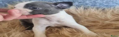 Bonnie