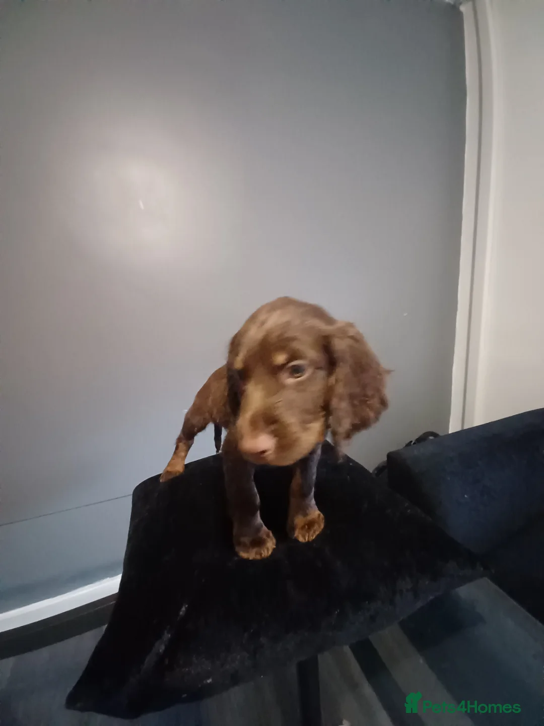 English Springer Spaniel dogs for sale: 9 week old puppy  - Advert 11