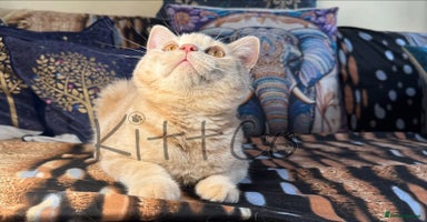British Shorthair cats in Slough - Advert 4