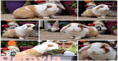 Mini Lop rabbits - Advert 5