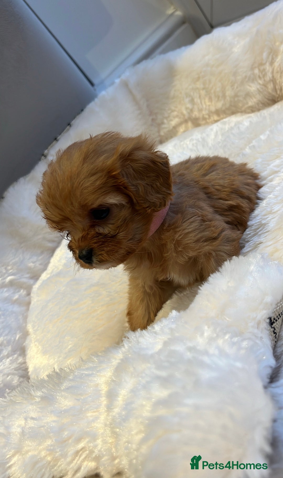Cavapoo dogs for sale: 🐾red F1 Cavapoo puppies🐾  - Image 6