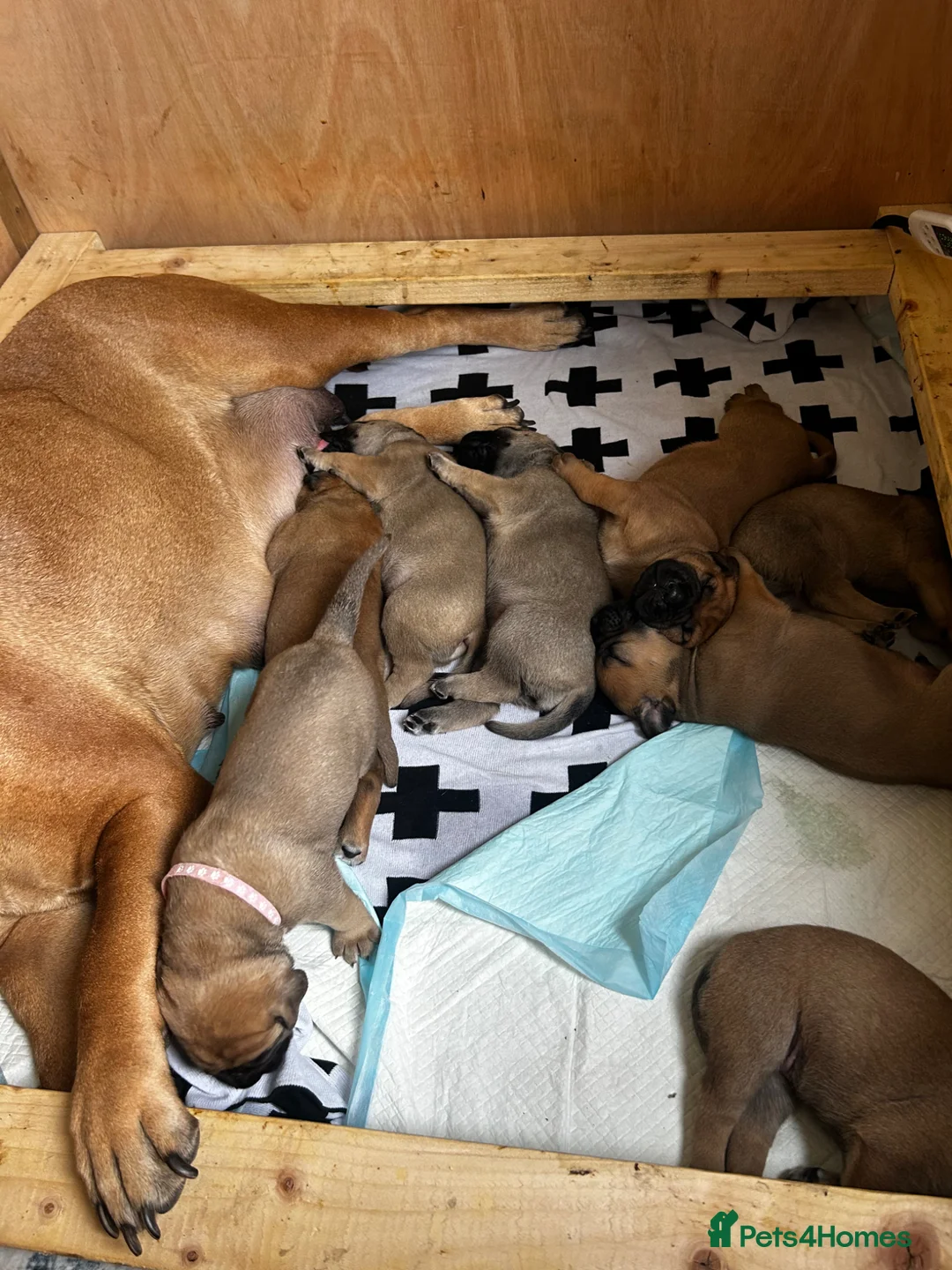Bullmastiff dogs for sale: Beautiful KC registered Bull Mastiff puppies  - Advert 2