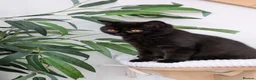 British Shorthair cats for sale: GCCF Registered British Shorthair  - Advert 6