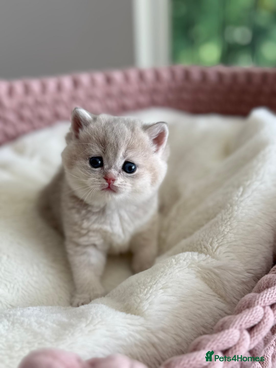 British Shorthair cats for sale: Golden Blue British Shorthair kittens  - Advert 17