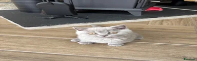 British Shorthair 1