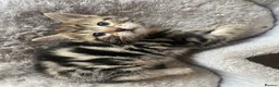 Mixed Breed cats for sale: 9 Gorgeous Turkish Angora Mixed Breed Kittens  - Advert 6