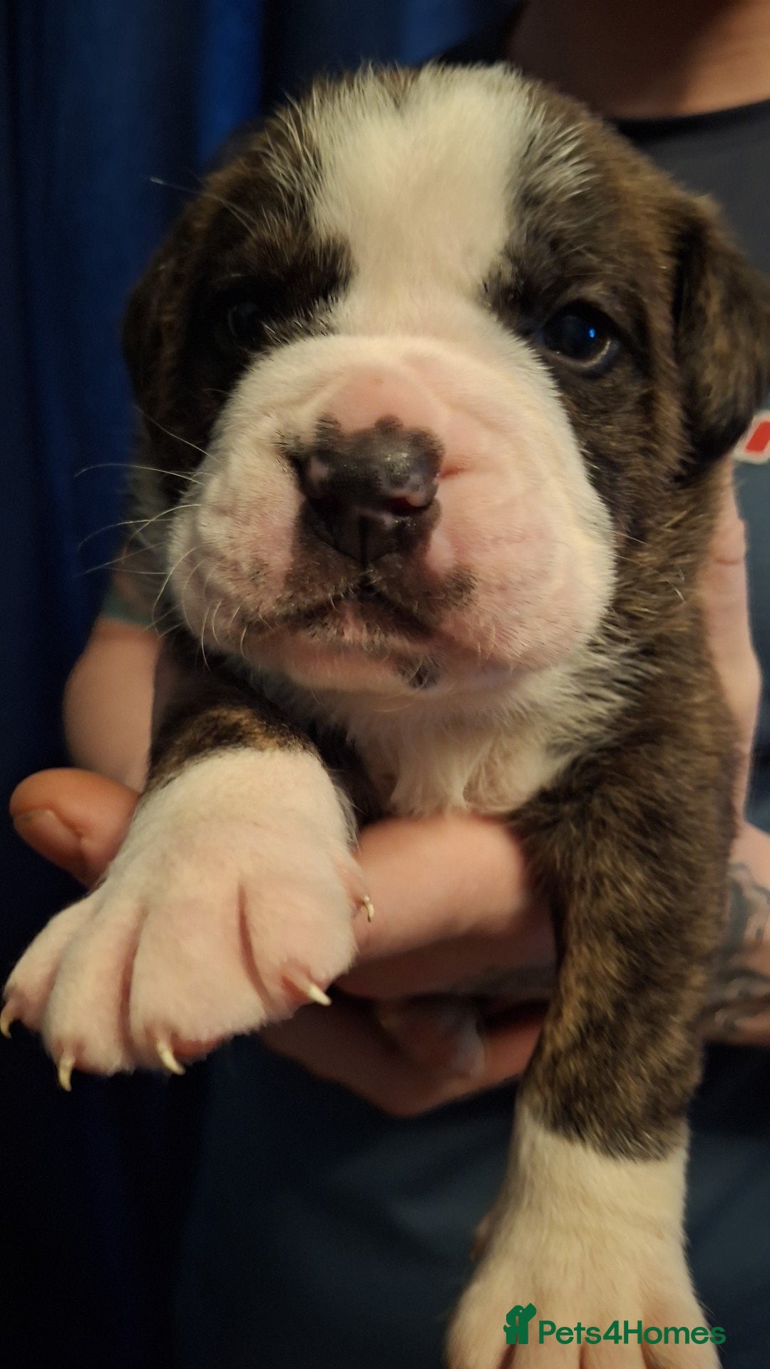 Mixed Breed dogs for sale: Old tyme x puppys  - Advert 7