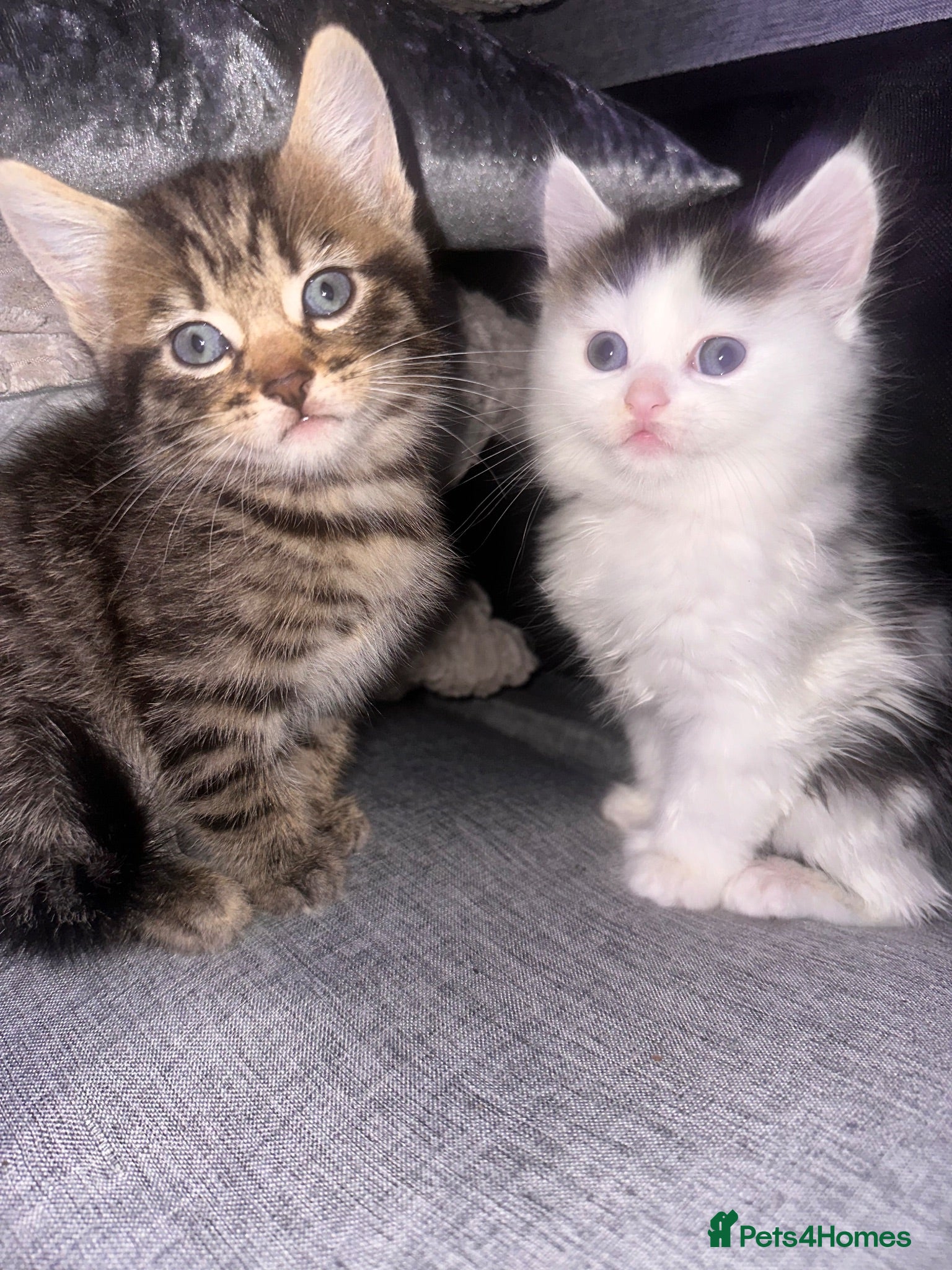 Mixed Breed cats 2 kittens for sale female and male  - Advert 18