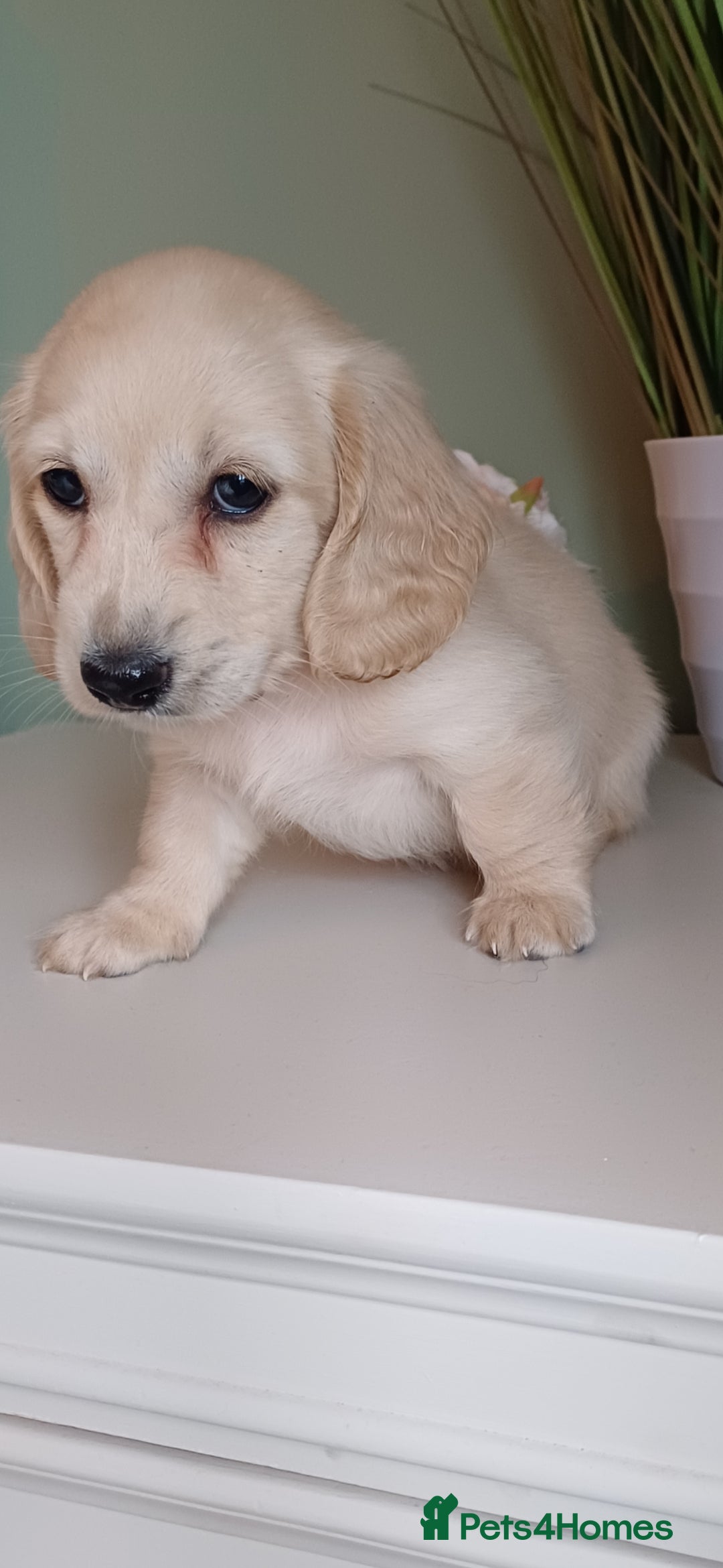 Miniature Dachshund dogs for sale: Kc reg cream longhair minature dachshund  - Image 2