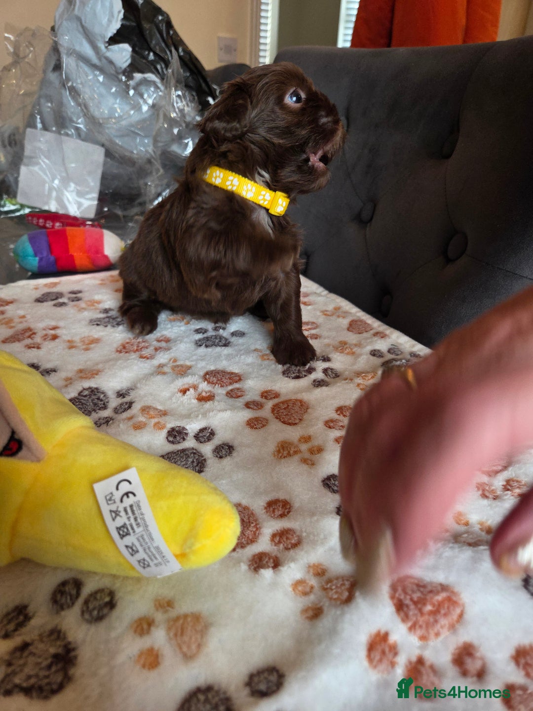 Shih Tzu dogs for sale: Shih Tzu Puppies For Sale  - Advert 28