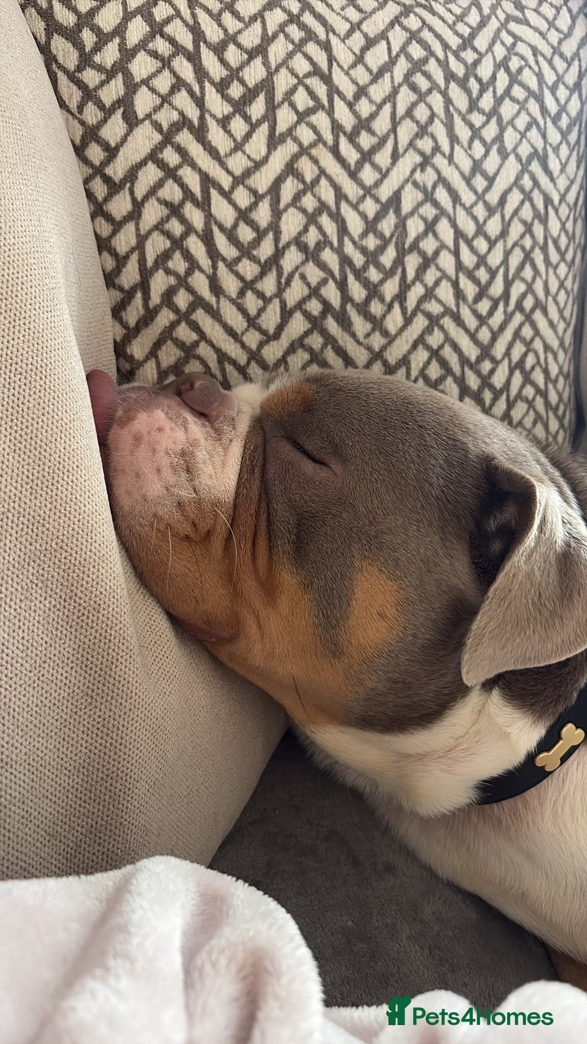 Old Tyme Bulldog dogs Old tyme bulldog for sale - Advert 1