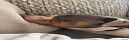 Old Tyme Bulldog dogs for sale: Old tyme bulldog for sale in Sutton - Advert 1
