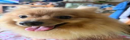 Pomeranian dogs for sale: Pomeranian  - Advert 14