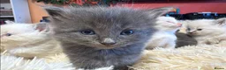 Ragdoll cats for sale: Adorable Ragdoll X Kittens - Advert 11