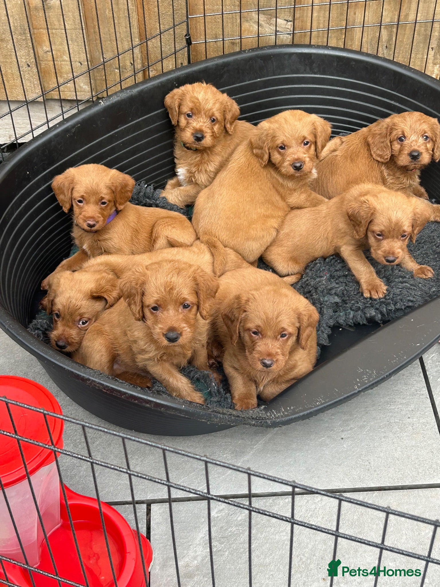 Labradoodle dogs LabaDoodle fully health tested parents  - Advert 9