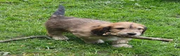Mixed Breed dogs for sale: Dachshund x Labradoodle  - Advert 4