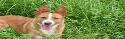 Portuguese Podengo dogs for adoption: Sweet  in Birkenhead - Advert 7