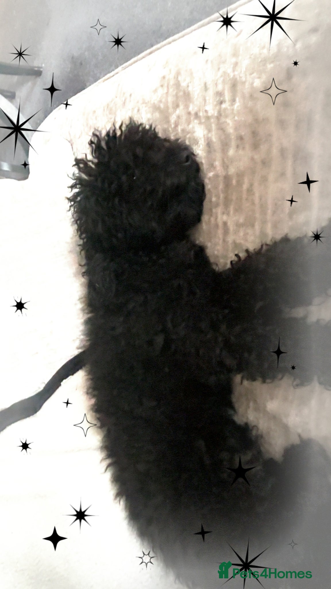 Miniature Poodle dogs Female poodle 🐩 - Advert 2