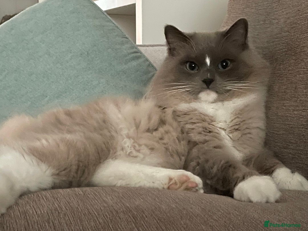 Ragdoll cats for sale: Registered Sepia ragdolls (cherubim's)  - Advert 11