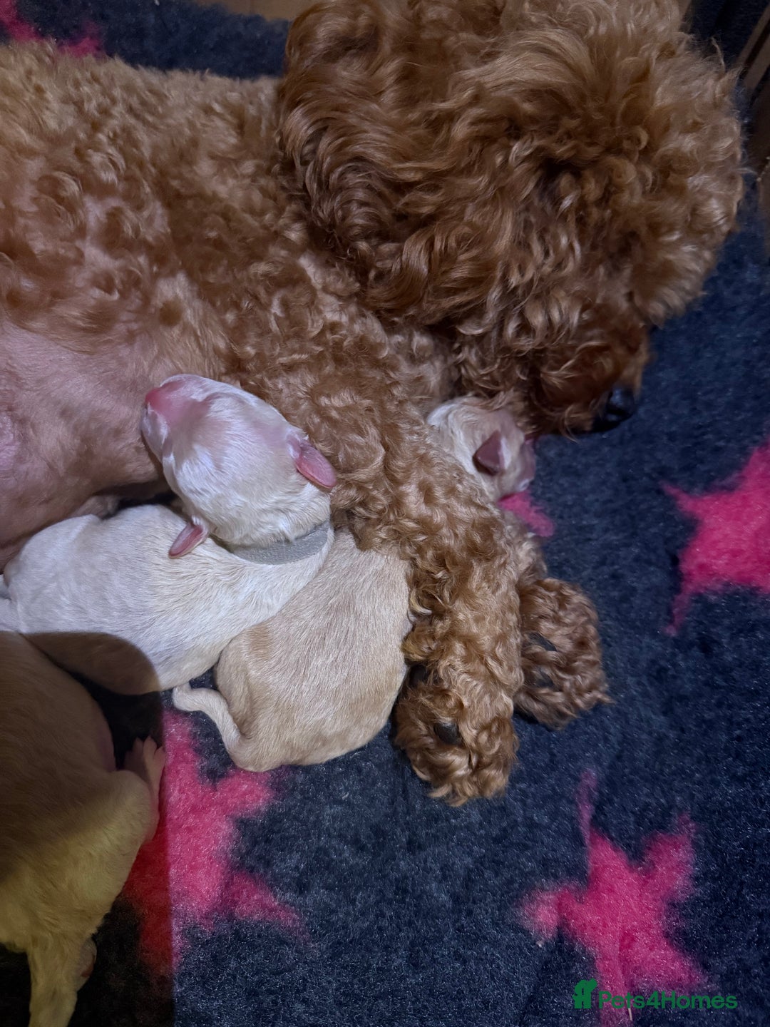 Poochon dogs for sale: poochon puppies  - Image 3