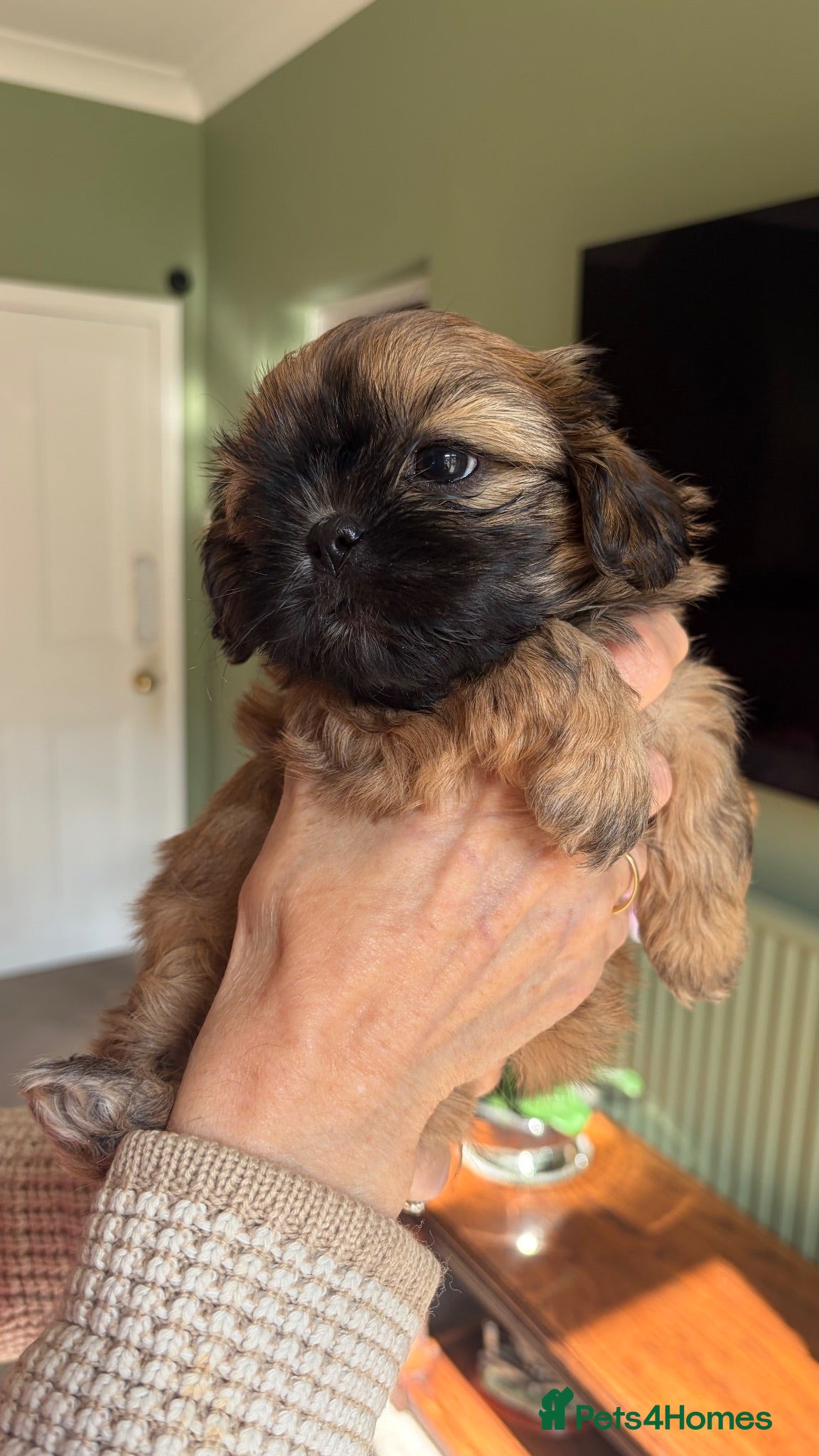 Shih Tzu dogs Incredibly loved Shih Tzu puppies  - Advert 2