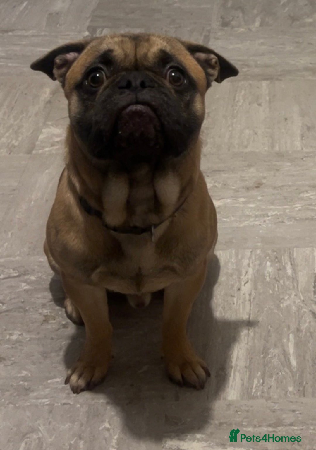 Frug dogs for sale: Duke the frug  - Advert 1