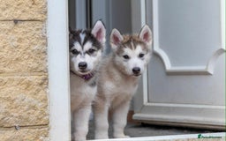 Mixed Breed dogs for sale: Fully vaccinated husky/Malamute Puppies. 3 Left  - Image 20
