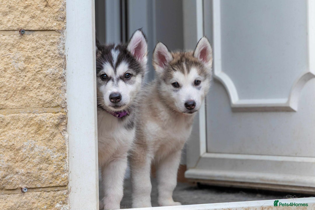 Mixed Breed dogs for sale: Fully vaccinated husky/Malamute Puppies. 3 Left  - Image 20