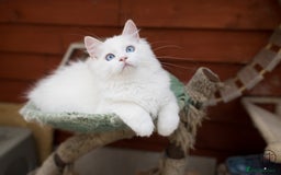 Ragdoll cats for sale: Rare colour GCCF kittens from Champion lines - Image 3