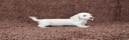 Miniature Dachshund dogs for sale: Rare Cream Longcoat Miniature Dachshund Puppies  - Advert 16