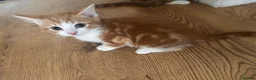 Domestic Shorthair cats for sale: Adorable Playful Kittens Looking for Loving Homes  - Advert 16