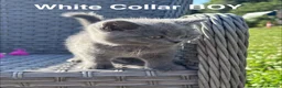 British Shorthair cats for sale: GCCF British Short Hair Kittens Blue  - Advert 6